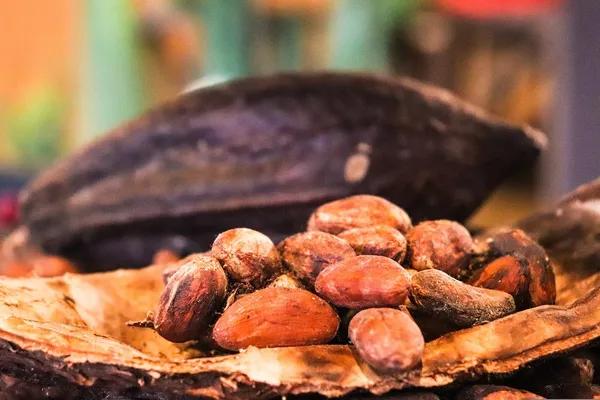 Harga Kakao Berjangka Melonjak Hampir Sentuh Rp160 Juta per Ton