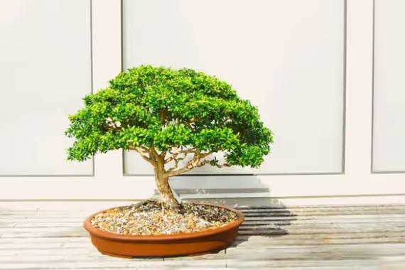 Bonsai Ficus Microcarpa