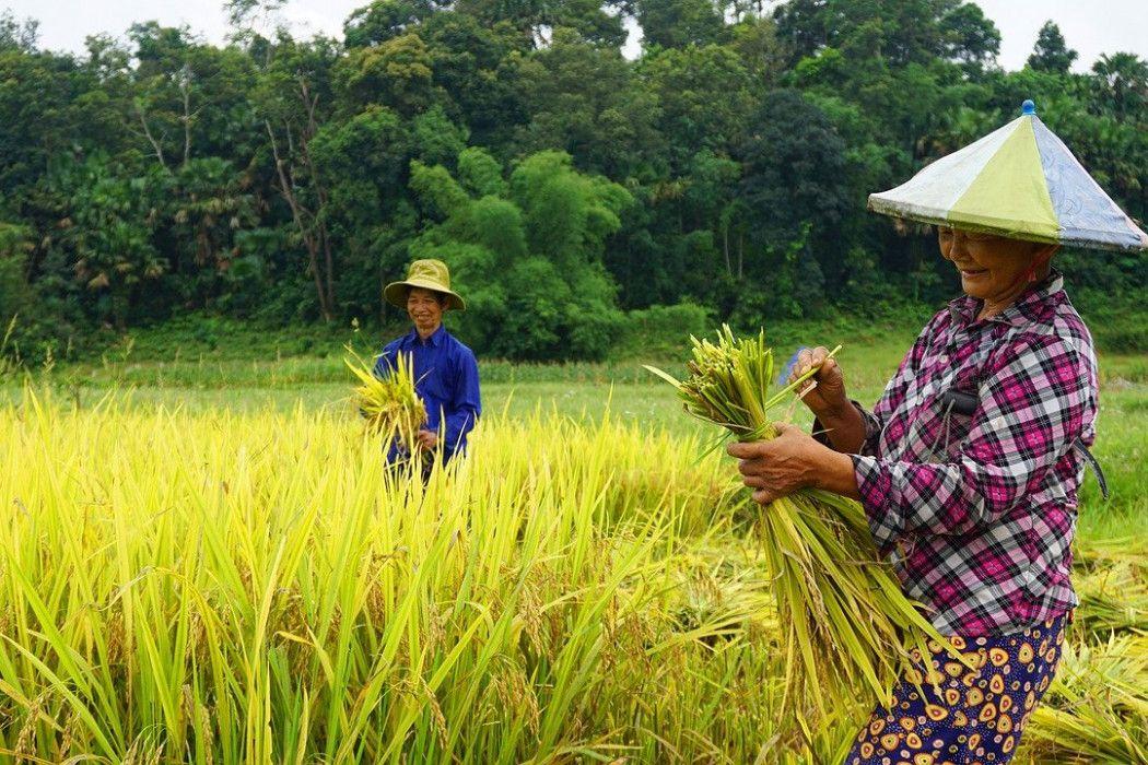 Askrindo Gandeng PTPN XI Salurkan Pendanaan Rp9,9 miliar Untuk Petani