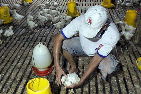 Charoen Pokphand Lolos Verifikasi Untuk Ekspor Ayam ke Singapura