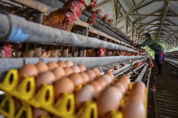 Pekerja mengambil telur ayam di Desa Sindangrasa, Kabupaten Ciamis, Jawa Barat, Kamis (23/9/2021).