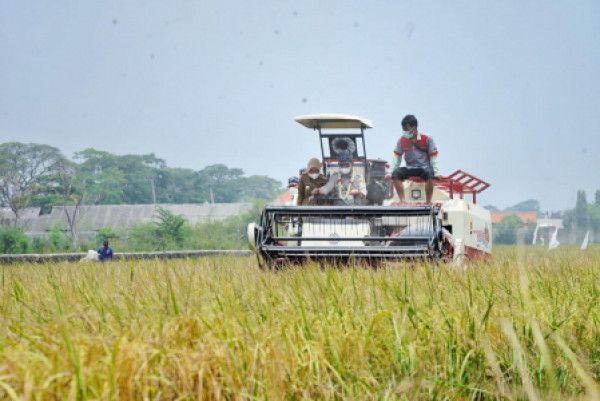 Sektor pertanian dukung perekonomian nasional.