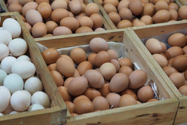 Pemerintah Berikan Izin Khusus Impor Bibit Ayam Petelur ke BUMN
