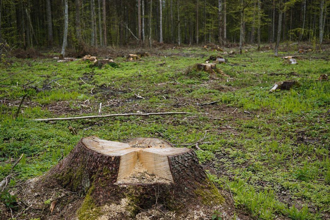 Uni Eropa Usulkan Regulasi Deforestasi yang Persulit Sektor Pangan
