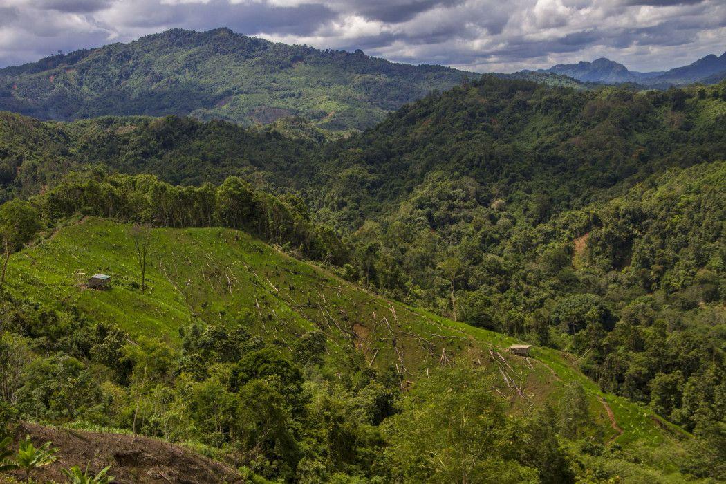Terjun ke Perdagangan Karbon, Melchor Gaet Medco Garap Hutan Papua