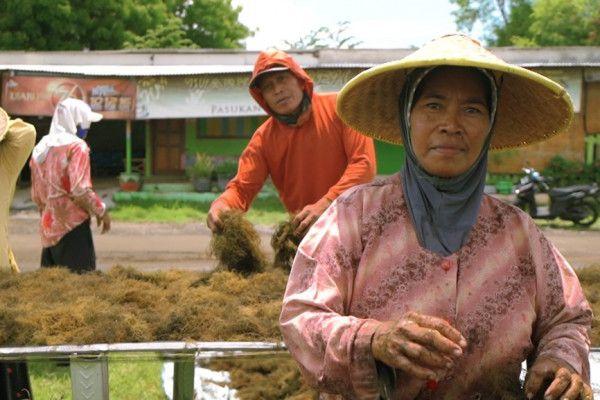 Indonesia Ekspor Rumput Laut Kering ke Vietnam Senilai Rp2,3 M