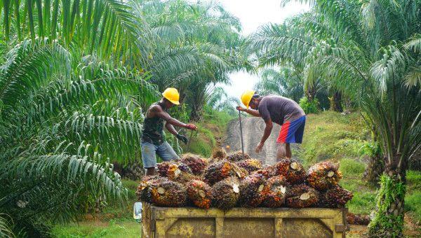 Pekerja di perkebunan kelapa sawit sedang memanen buah sawit, untuk diproses lebih lanjut dikirim ke pabrik kelapa sawit, Kalimantan Timur, 13 Maret 2019.