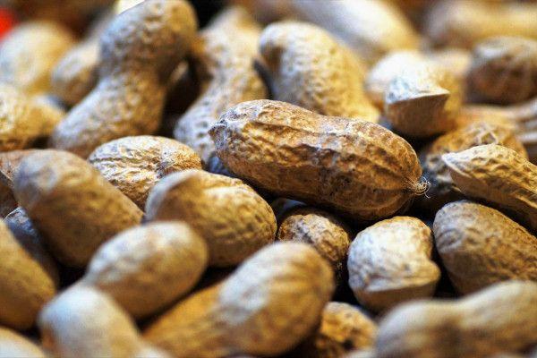 Kejar Ekspor, Kementan Dorong Peningkatan Produksi Kacang Tanah