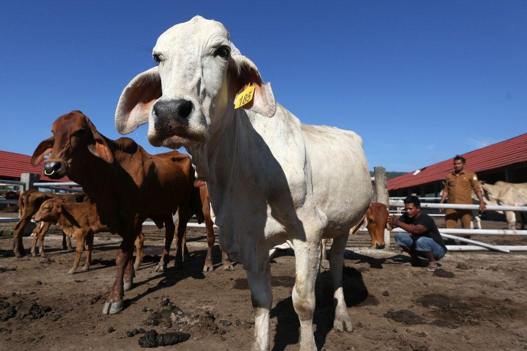 Pemerintah Diminta Impor Sapi Bakalan Ketimbang Daging Beku