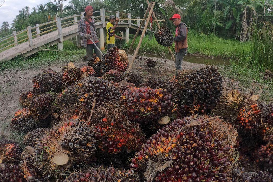 Ekspor CPO Indonesia Juni Naik 3 Kali Lipat, Tapi Stok Masih Melimpah