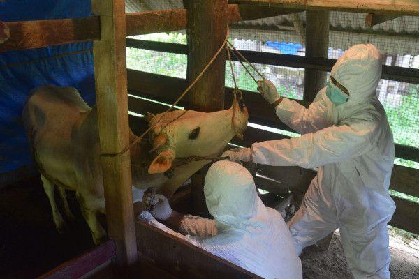 Vaksin PMK Tiba di Soekarno Hatta, Vaksinasi Hewan Dimulai Hari Ini