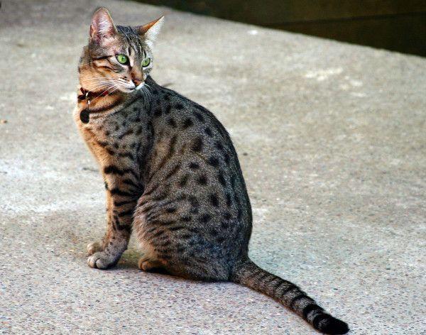 kucing termahal di dunia, Egyptian Mau