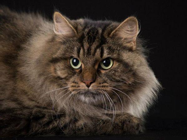 sung siberia adalah kucing termahal di dunia