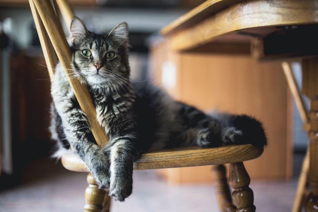 13 Kucing Termahal di Dunia Hingga Miliaran Rupiah