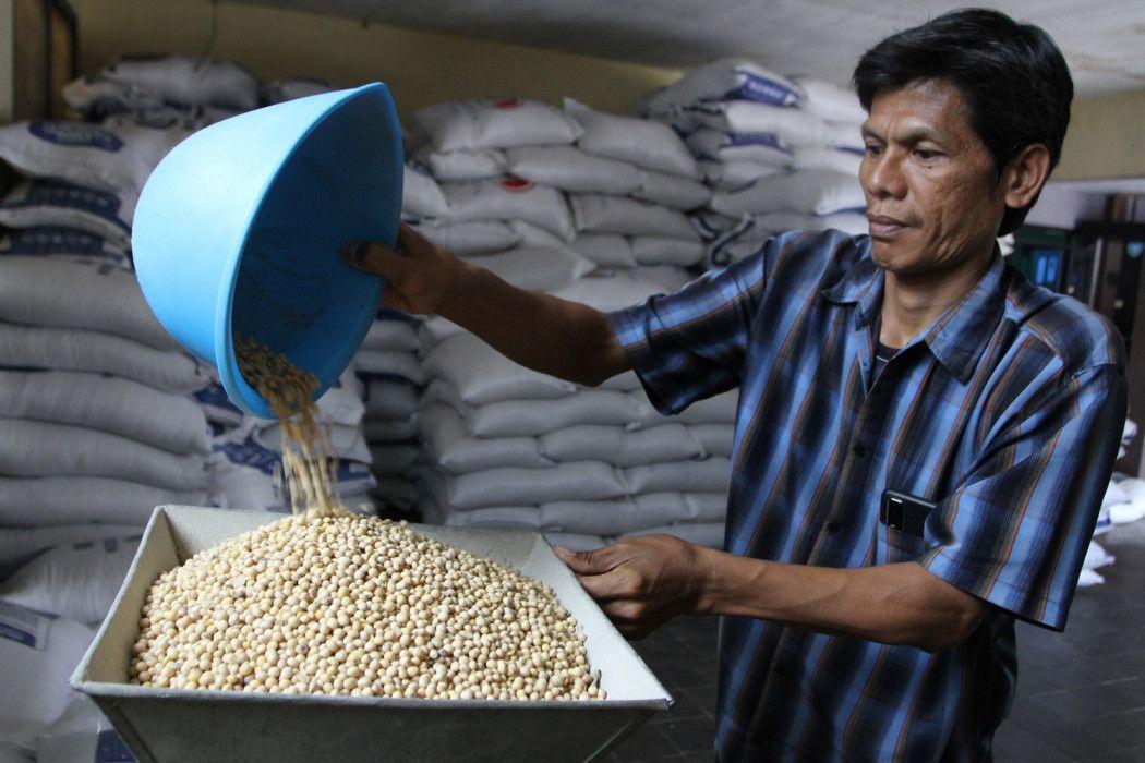 Tekan Impor, Jokowi Minta Produksi Kedelai Nasional Ditingkatkan
