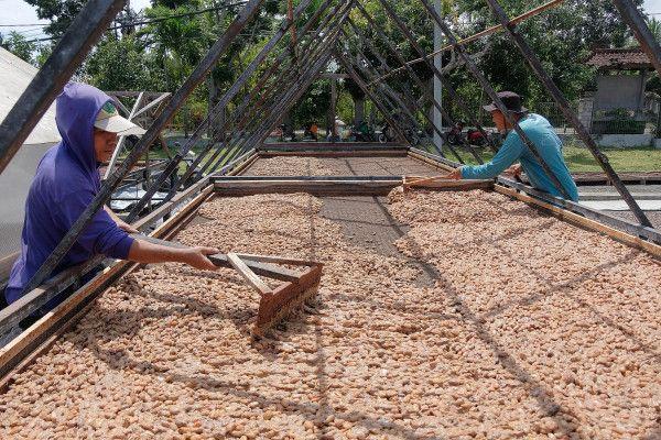 Pekerja menjemur biji kakao yang sudah difermentasi di Koperasi Kakao Kerta Semaya Samaniya, Desa Nusasari, Jembrana, Bali, Jumat (26/8).