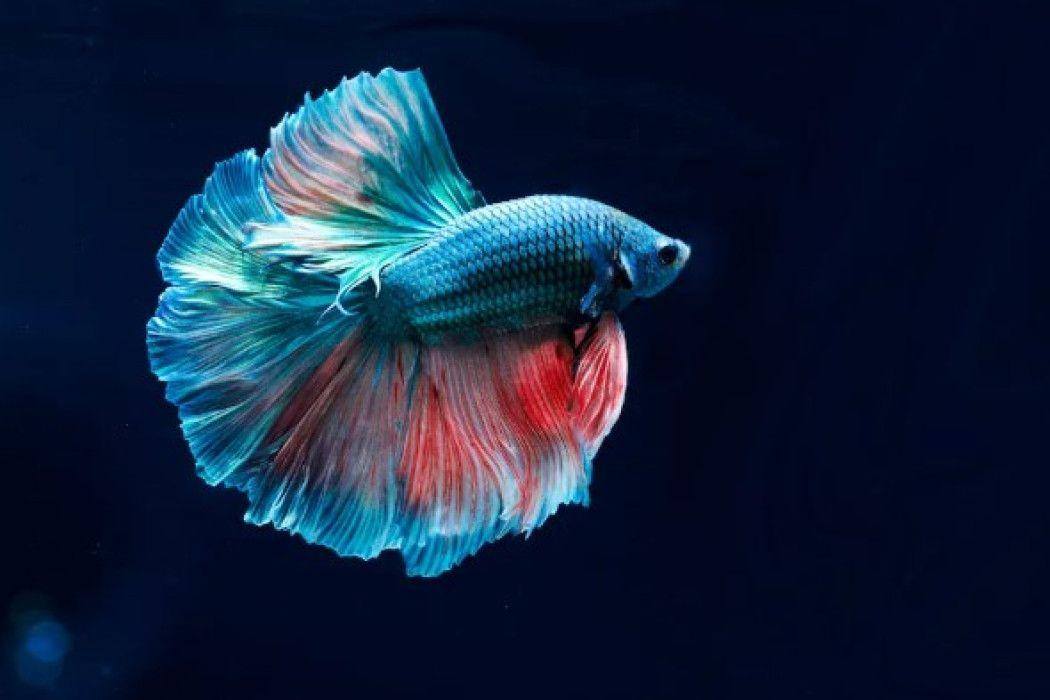 9 Ikan Cupang Termahal di Dunia, Mendatangkan Cuan