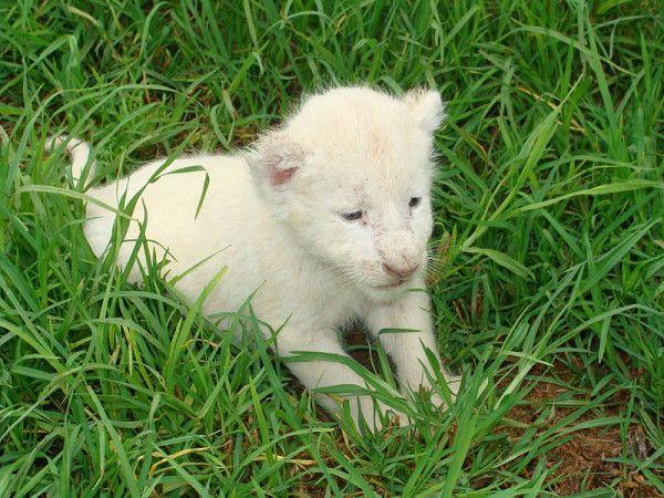 anak singa putih