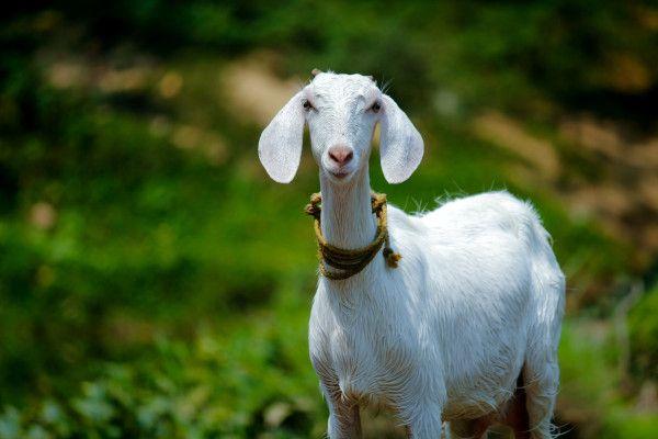 Hire goat adalah bisnis ekstrim dengan mempekerjakan kambing