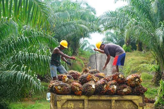Pekerja di perkebunan kelapa sawit sedang memanen buah sawit, untuk diproses lebih lanjut dikirim ke pabrik kelapa sawit, Kalimantan Timur, 13 Maret 2019.