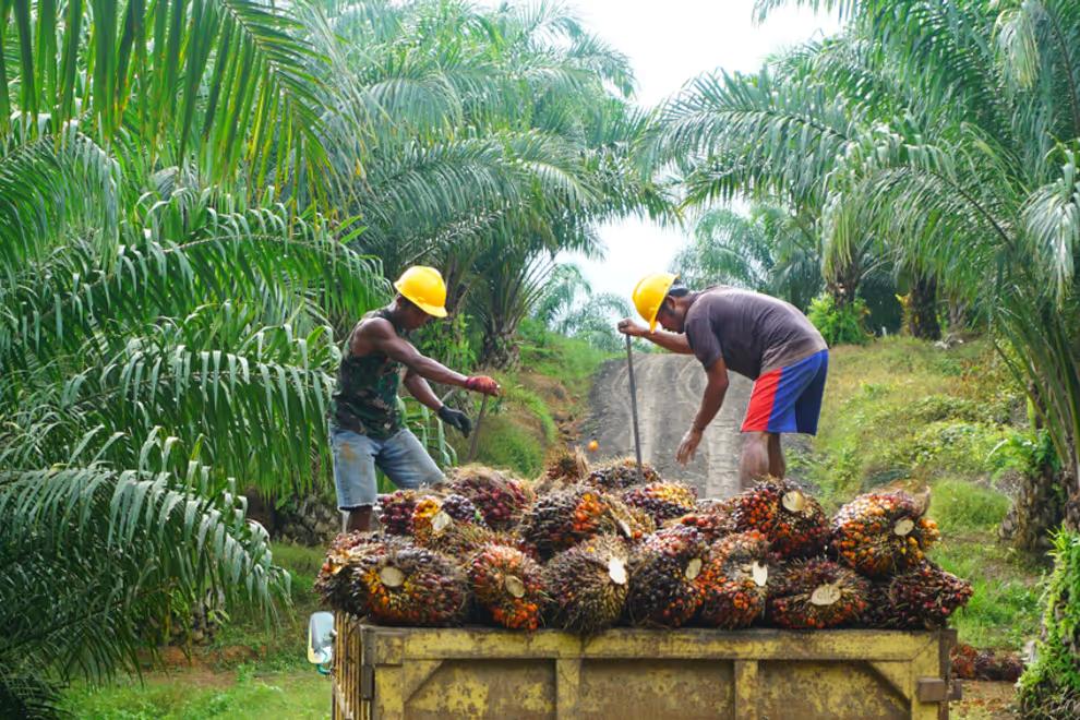 Jelang IPO PalmCO, Bos PTPN Laporkan Kenaikan Produksi Sawit