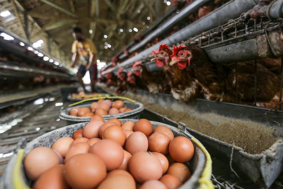 Temukan Flu Burung, Produsen Telur Terbesar AS Musnahkan 1,6 Juta Ayam