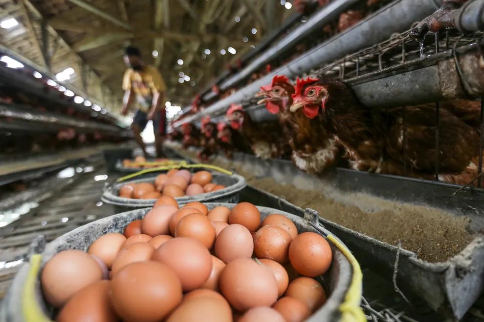Harga Naik, Pemerintah Tidak Punya Cadangan Stok Ayam dan Telur