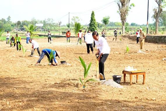 Presiden Jokowi menanam kelapa genjah, di Boyolali.