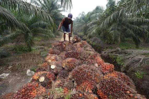 perkebunan kelapa sawit