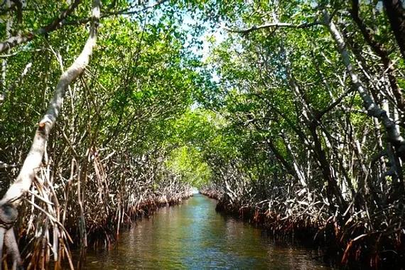 Ekosistem mangrove.