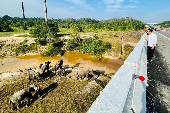 Presiden Jokowi melihat perlintasan gajah di KM 12 ruas tol Pekanbaru-Dumai, Provinsi Riau, pada Kamis (5/1).