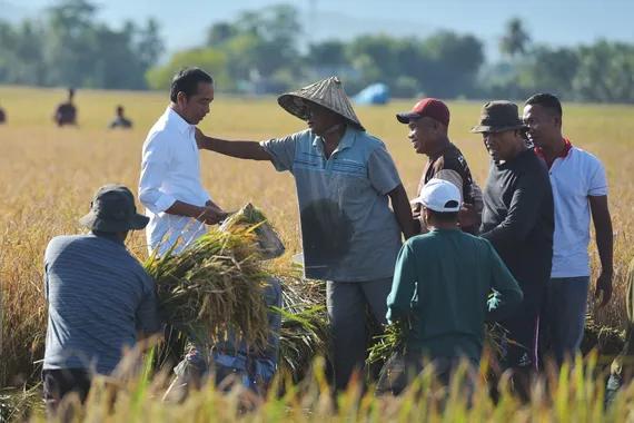 Presiden Jokowi tinjau panen raya di Maros, Sulsel, Kamis (30/3).