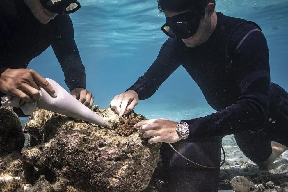 Dukung Konservasi Karang, Rolex Kolaborasi dengan Coral Gardeners