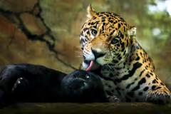 Taman Safari Gelar International Animal Photo & Video Competition 2023