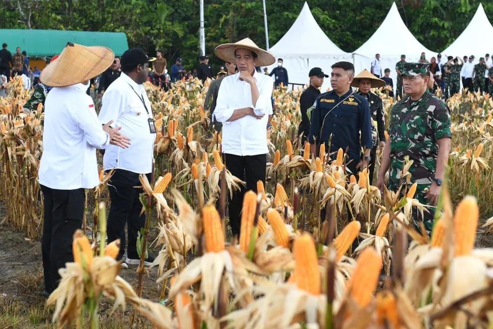 Jokowi Sebut Food Estate Keerom Bakal Untungkan Petani