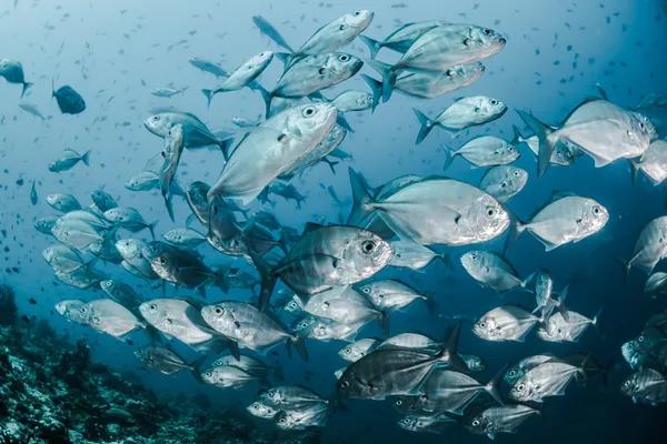 10 Jenis Ikan Konsumsi Termahal di Dunia, Ada yang Beracun!