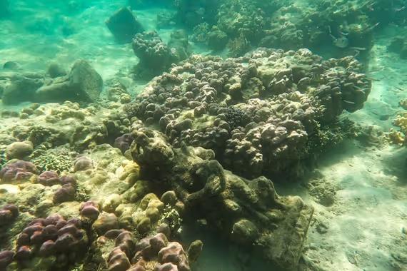 Snorkelling menikmati bebatuan koral alami di sekitar pantai Waecicu.