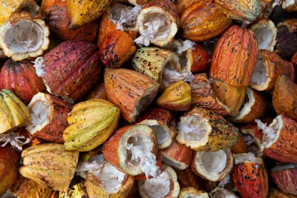 7 Negara Penghasil Kakao Terbesar di Dunia, RI Urutan Berapa?