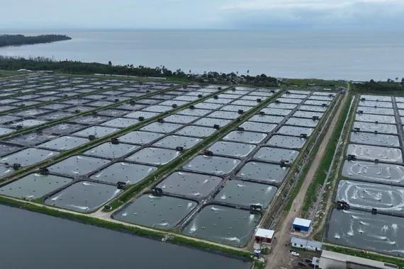 Perusahaan tambak udang Maluku berhasil efisiensi Rp123 juta lebih per hari