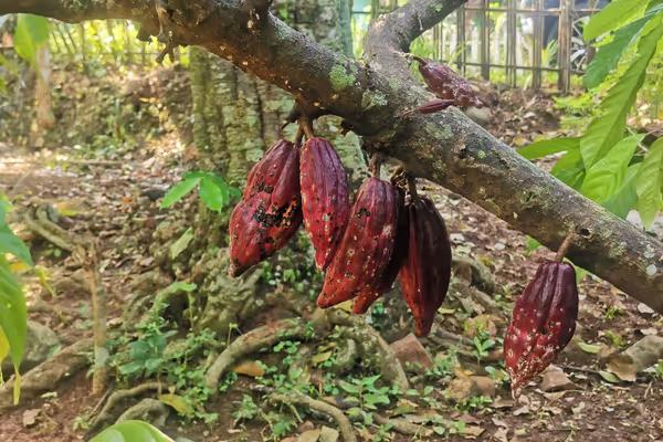 Sempat Tak Dilirik, Kini Kakao Menjadi Andalan Desa Nglanggeran